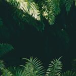 Jungle Music